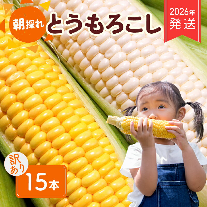 【ふるさと納税】 2026年 先行予約 おまかせ 訳あり 朝採れ とうもろこし 15本 黄色 白 ホワイトコーン ホワイト コーン スイートコーン 新鮮 旬 野菜 夏野菜 朝採り とうきび BBQ バーベキュー 数量限定 季節限定 送料無料 産地直送 冷蔵 千葉県 旭市 株式会社はなわ農園