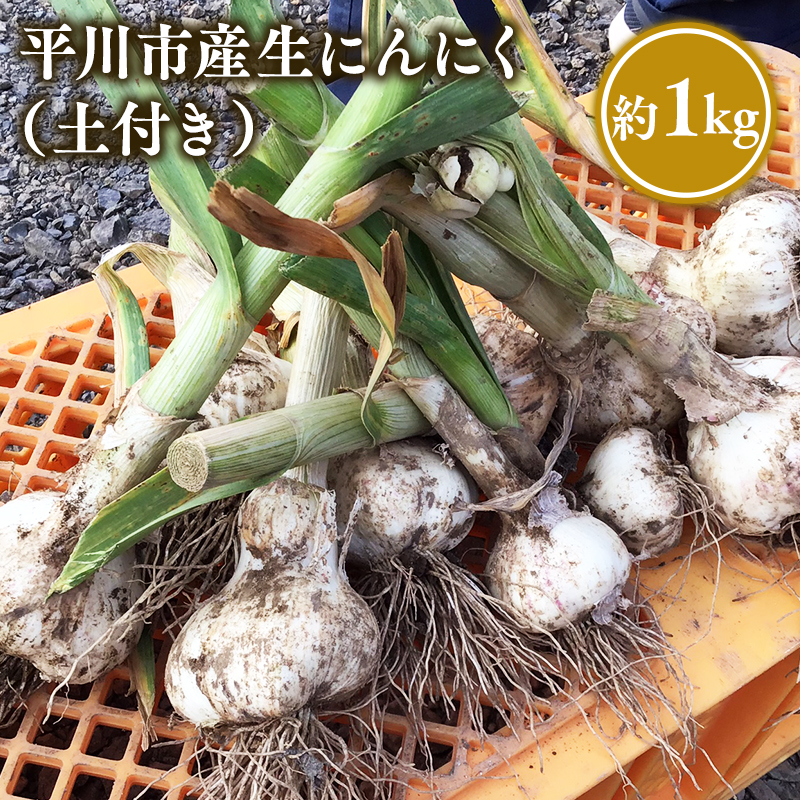 ≪6月下旬～順次発送≫青森県 平川市産 土付き生にんにく 約1kg【青森県 平川市 しあわせj-Farm】