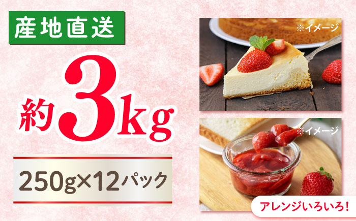 【大玉色鮮やか！】西海市産いちご「おおきみ」3kg（250g×12パック）＜武藤農園＞ [CFV006]