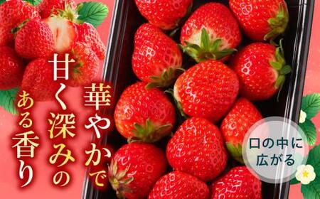 訳あり ご家庭用 さぬきひめいちご(約250g×8パック)【2024年2月上旬～2024年5月中旬】【T006-111】