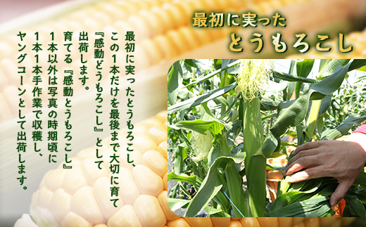 感動とうもろこし ( 約8kg / 20～26本 ) 数量限定 鹿児島産 ゴールドラッシュ ★2026年5月中旬以降発送★FR-522