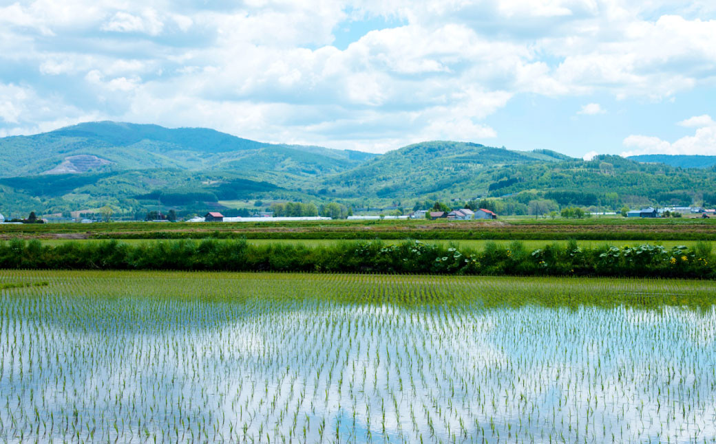 《令和6年産》北海道産 特別栽培米ふっくりんこ（白米） 5kg