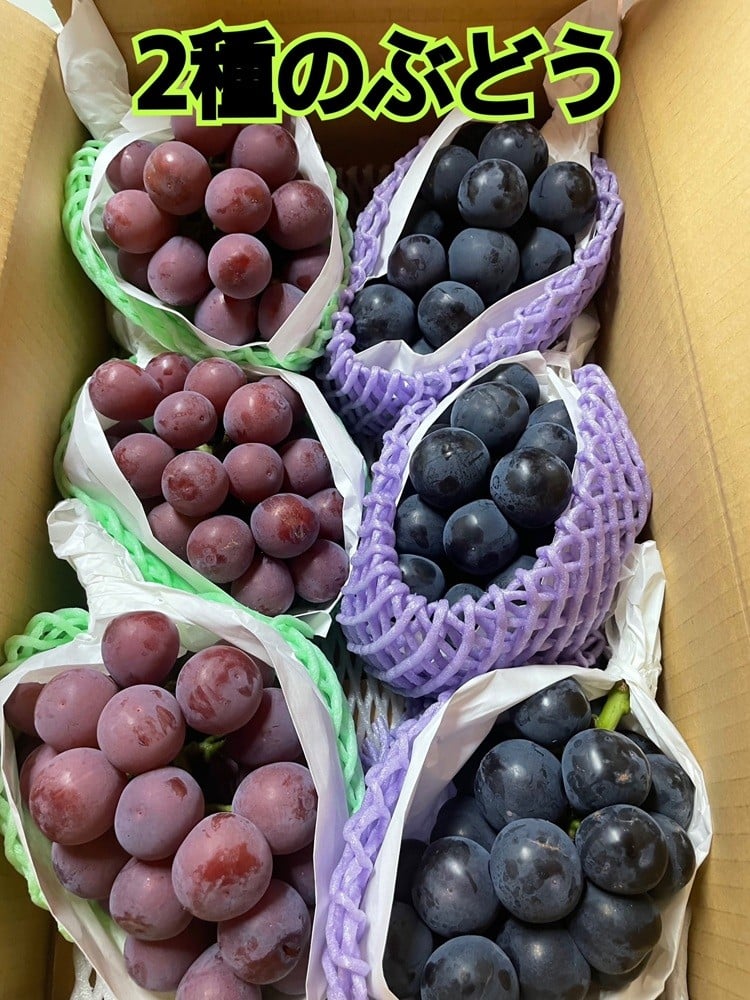 
                  食べ比べ大会 希少な2種 クインニーナ・ブラックキング【2種セット全6房】生産者直送【2026年発送】（ISI）C4-155【ブラックキング クインニーナ ぶどう 葡萄 ブドウ 令和8年発送 期間限定 山梨県産 甲州市 フルーツ 果物】
                