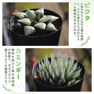 【多肉植物】 ハオルチア おまかせ3鉢セット 多肉植物
