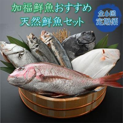 ふるさと納税 小浜市 【2ヵ月毎定期便】「若狭小浜港産地直送」のお任せ天然鮮魚セット! 全6回