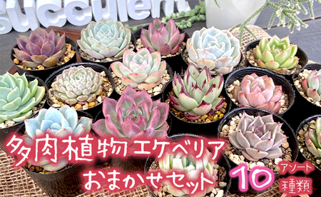 多肉植物 エケベリア おまかせセット 10種類 セット 観葉植物 【10月から5月まで発送】 多肉ポット 多肉エケベリア お任せ多肉 多肉10種類 多肉セット 可愛い多肉 多肉植物セット お任せ多肉セ