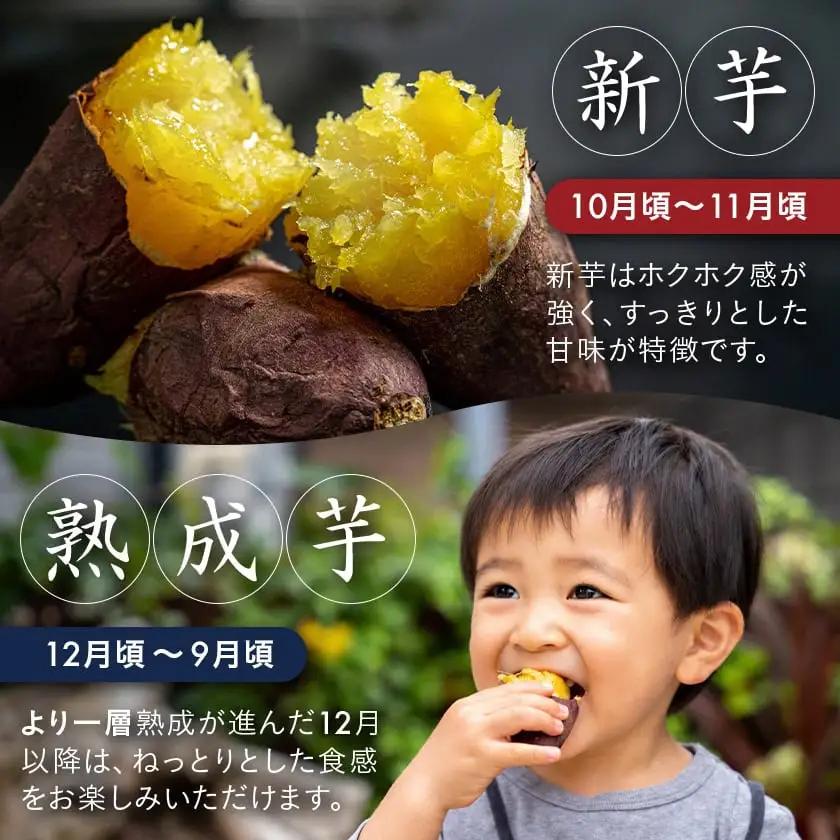島津甘藷　熟成紅はるか 10kg(S～2S)〔12-A7-001-10kg-m〕_(都城市) 島津甘藷 紅はるか 10kg サイズ未選別 Ｓ～２Ｓ おやつ お菓子作り 料理
