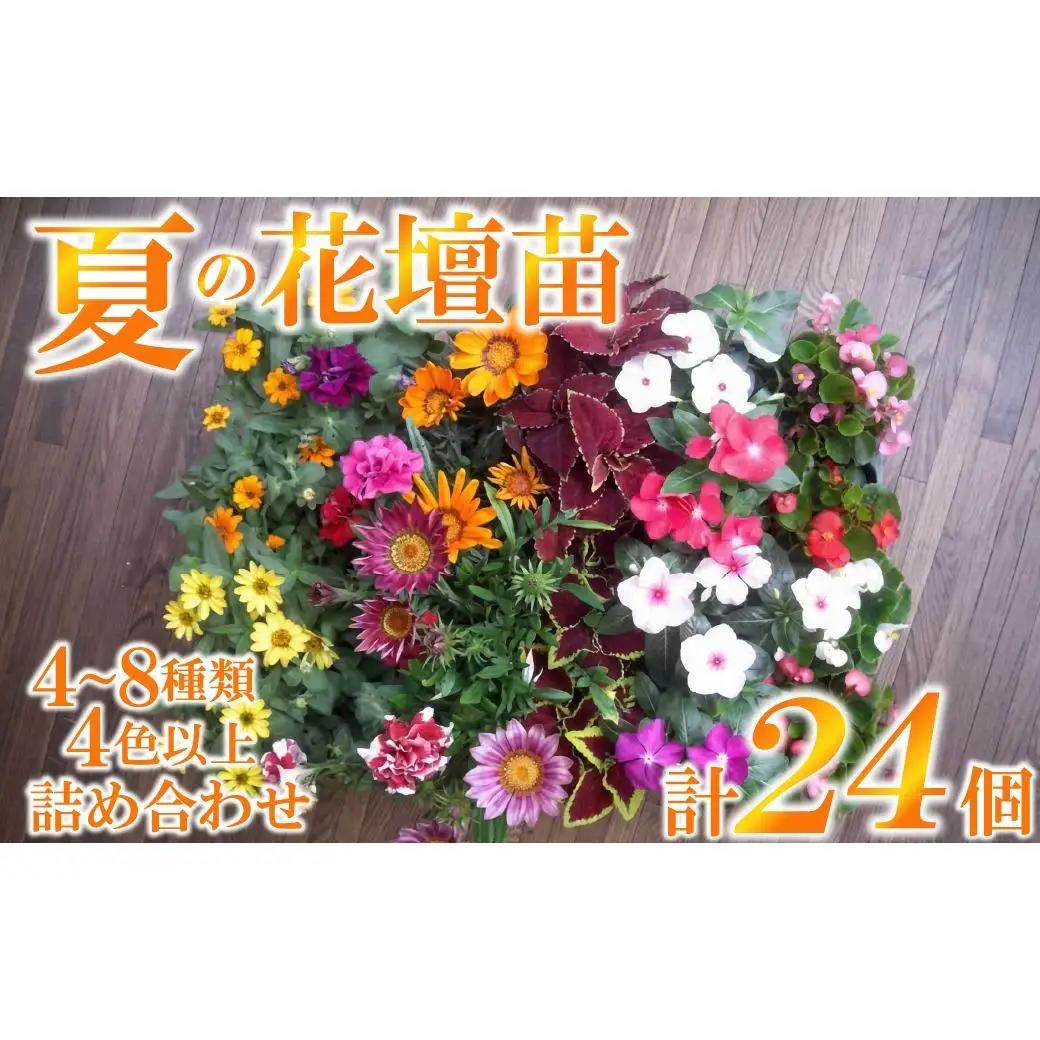 産地直送！ 夏の花壇苗24個詰め合わせ