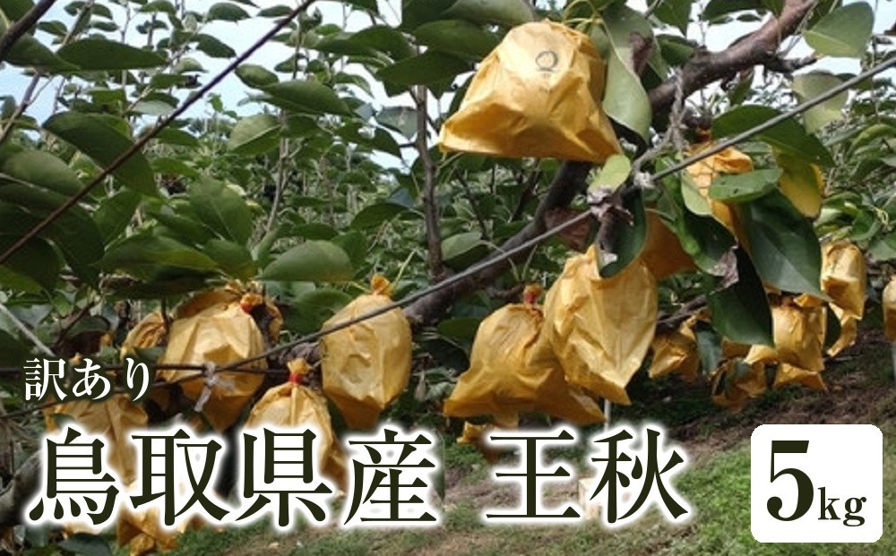 
                  訳あり 鳥取県産 王秋 梨 5kg｜鳥取梨 なし 王秋 王秋梨 期間限定 送料無料 鳥取県 三朝町 フルーツ 果物　くだもの　わけあり なし ナシ 和梨　先行予約季節限定　国産 直送 旬 秋 国産 ヘルシー ビタミン豊富　鳥取県産梨　訳あり 
                