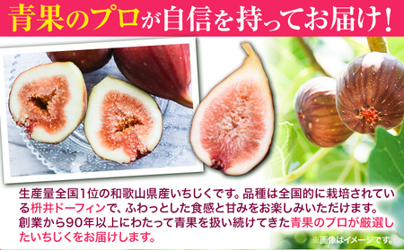 【先行予約】いちじく イチジク 約1.2kg  岸武青果株式会社