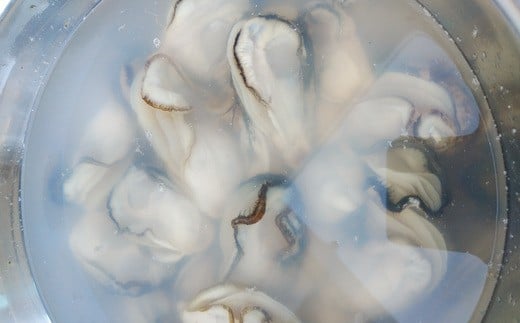 【浦戸 寒風沢島】生牡蠣500g～1kg（加熱用）