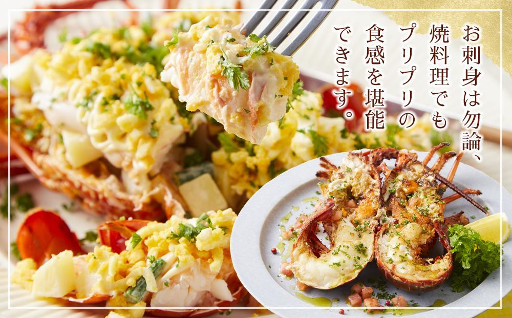 冷凍 伊勢海老  真空パック 約1kg（2～4匹入り） 南紀黒潮 イセエビ 通年発送｜期間限定 漁師直送 海鮮 海老 とれたて 人気