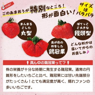 【2026年2月上旬～4月下旬発送予定】博多あまおう(春)(250g-270g)×2パック(岡垣町)【配送不可地域：離島・北海道・沖縄県】