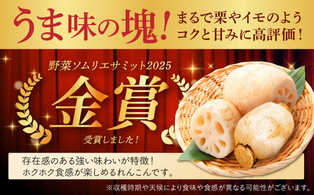 【金賞受賞】洗いれんこん　計1kg（4-8個） 【松尾青果】[IBD020]