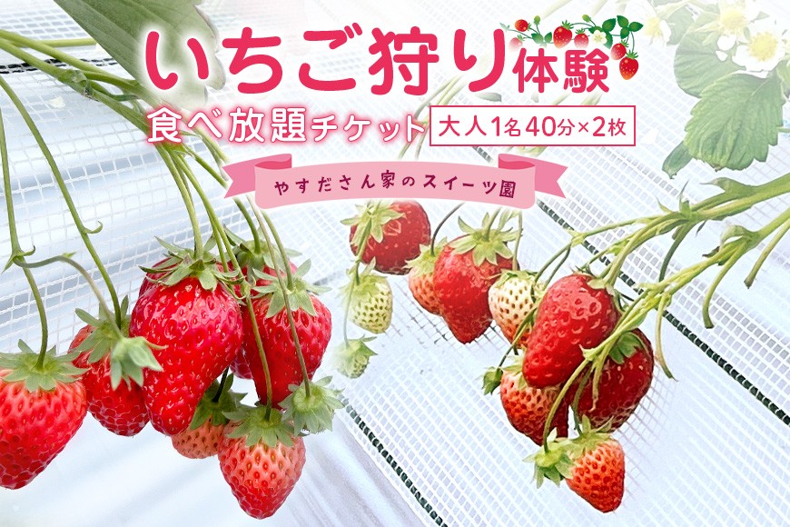 
                  やすださん家のスイーツ園 いちご食べ放題【ペアチケット】 大人1名40分食べ放題チケット×2 イチゴ 苺 いちご いちご狩り 食べ放題 フルーツ 果物 フルーツ狩り チケット 体験 茨城県 楽しい 季節 農園 果物狩り 味覚狩り 19-G
                