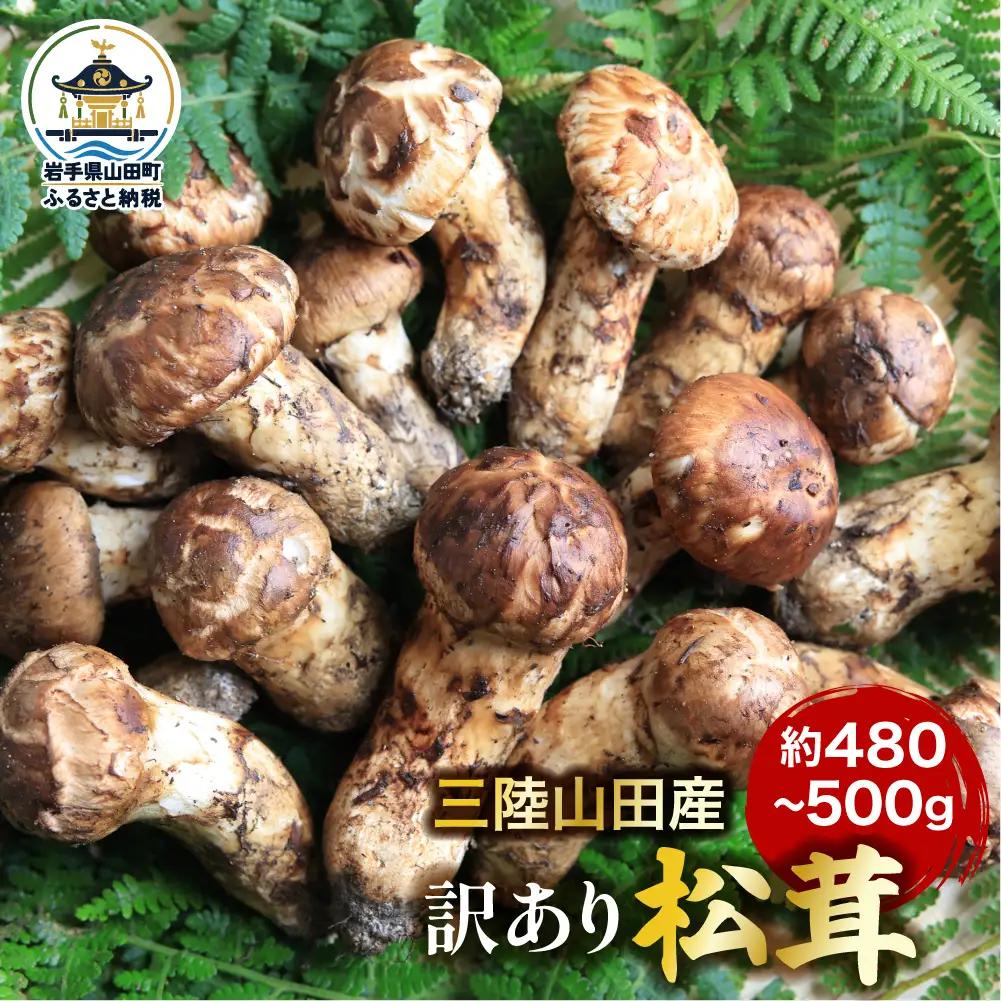 【訳あり】松茸 約480～500g 松茸
