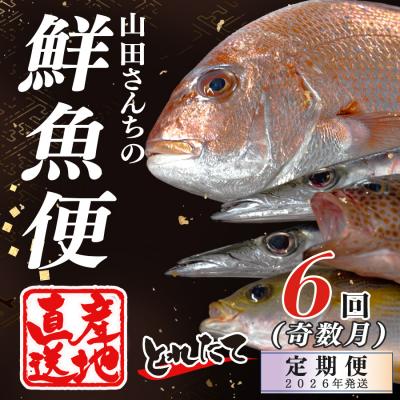 ふるさと納税 大月町 【定期便6回】山田さんちの鮮魚便(奇数月)