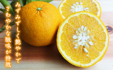 【先行予約 ３月出荷】おわせの甘夏 【訳あり】 4kg 木成り完熟甘夏 甘夏 蜜柑 果物 みかん 雨の恵み 国産 三重 尾鷲 柑橘 特産品 AI-f-6