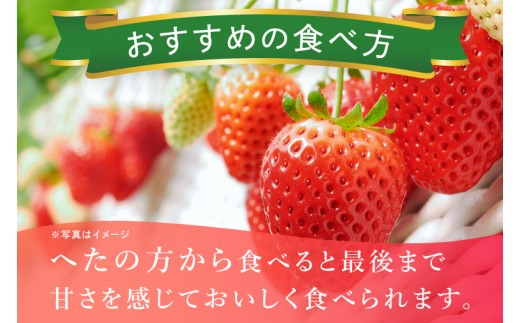 いちご やよいひめ イチゴ 苺 1箱 4パック JAなめがたしおさい直送 大粒 酸味 甘さ 減農薬 果物 フルーツ 冬 旬 【茨城県共通返礼品/行方市産】【先行予約｜2026年1月上旬より順次発送】(