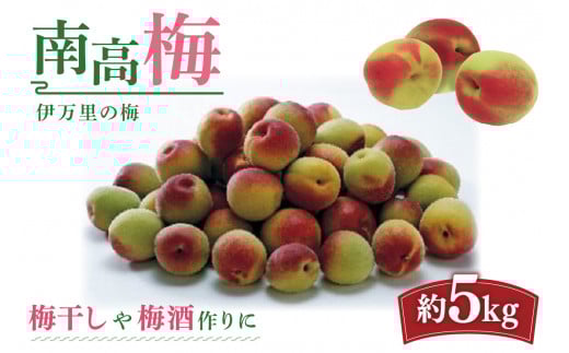 伊万里の梅 南高梅 5kg入り 003-B967