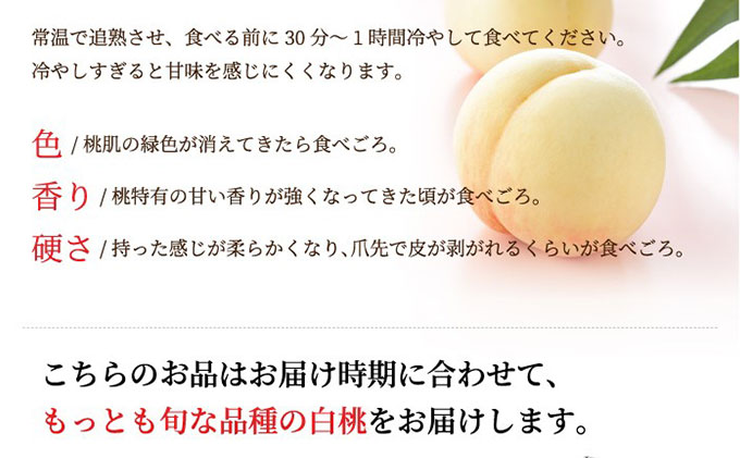 桃 2024年 先行予約 岡山 白桃 ロイヤル 5～10玉 約2.4kg JA おかやま のもも（早生種・中生種） もも モモ 岡山県産 国産 フルーツ 果物 ギフト