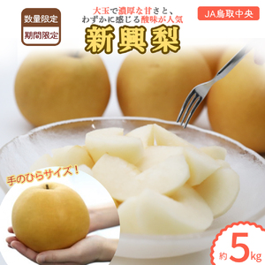 梨 新興梨 5kg 倉吉産（JA鳥取中央） 