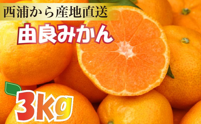 
            【産地直送】【予約受付】みかん 由良みかん 約 3kg 【 沼津 西浦 で たくさん の太陽と海風に育まれました みかん をお届け 】 数量限定 柑橘 フルーツ 西浦 沼津 蜜柑
          