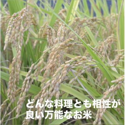 ふるさと納税 岡山市 【令和7年産】岡山県産 きぬむすめ 精米 5kg(5kg×1袋)　 |  | 01