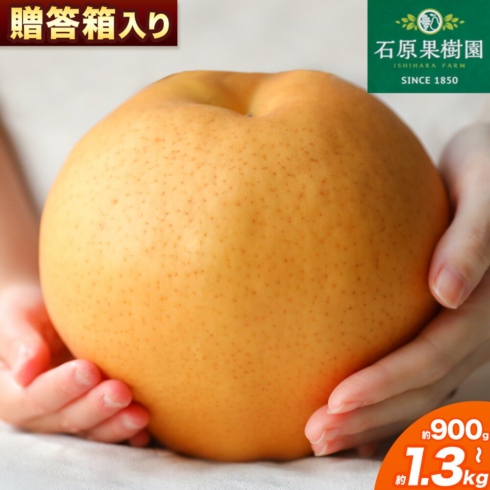 【ふるさと納税】梨 あたご梨 1玉 選べる 約900g 約1.1kg 約1.2kg 約1.3kg 贈答箱入り 石原果樹園《2026年11月中旬-12月下旬頃出荷》岡山県 浅口市 フルーツ 果物 ギフト 贈り物 国産 岡山県産 送料無料