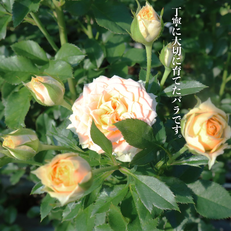 花束 定期便 4回 バラ おまかせ 25本 花 生花 hana ブーケ 薔薇 ローズ お任せ ミックス MIX フラワーアレンジメント フラワー 雑貨 インテリア 人気 記念日 誕生日 母の日 父の日