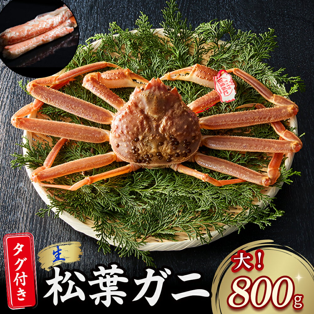 【ふるさと納税】 【魚倉】 タグ 付き 生 松葉ガニ （大800g） ズワイガニ 松葉蟹 カニ かに かにしゃぶ 【11月から3月発送予定】