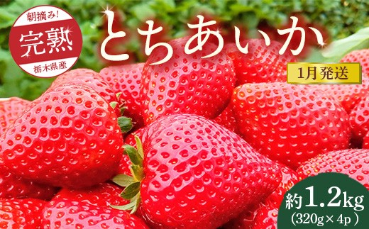 
            【先行予約】【1月発送】朝摘み！完熟とちあいか 1280g（320g×4p）　※離島への配送不可　※2026年1月上旬～1月下旬頃に順次発送予定
          