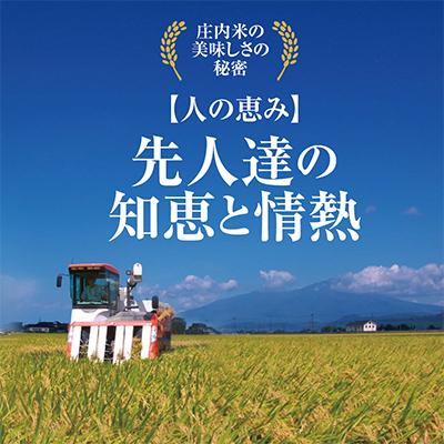 ふるさと納税 酒田市 【毎月定期便】山形県の米どころ庄内平野で育った庄内米　はえぬき10kgを2ケ月連続全2回 |  | 02