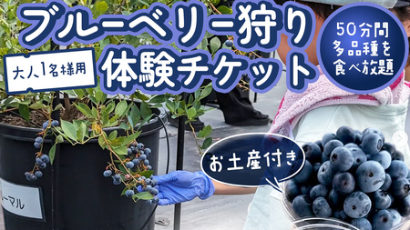 ブルーベリー狩り 体験チケット 《大人１名様プラン お土産付き》 [DZ006sa]