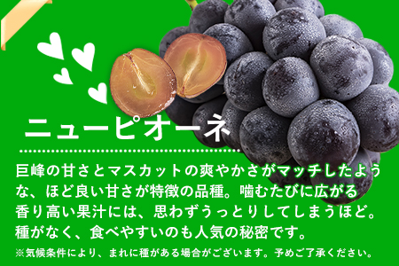 秀品 ニューピオーネ シャインマスカット 詰合せ 約1.2kg《9月中旬～11月上旬頃に出荷予定(土日祝除く)》｜シャインマスカットニューピオーネ st-p
