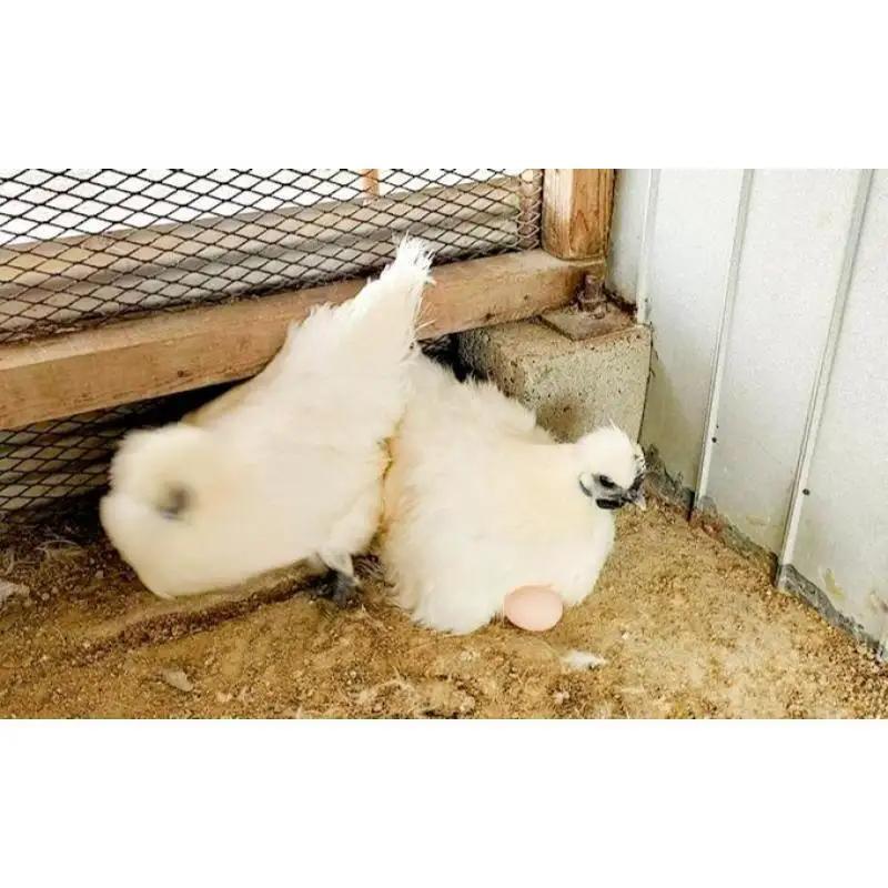 卵 烏骨鶏 10個 定期便 12ヶ月 平飼い 卵