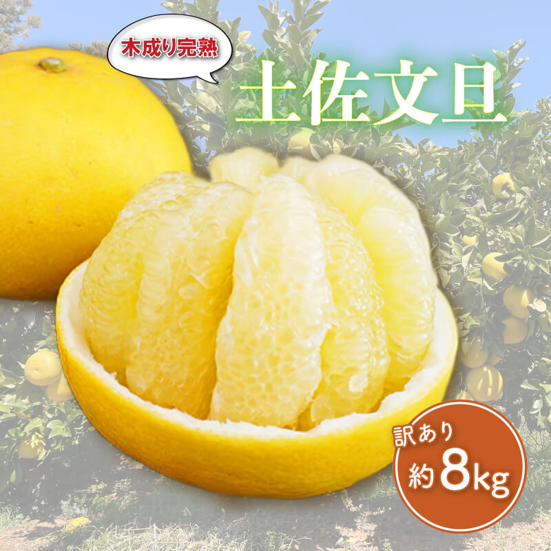 【ふるさと納税】 訳あり 完熟 土佐文旦 約8kg 柑橘 フルーツ 果物 みかん 蜜柑 文旦 ポンカン 温州みかん 河内晩柑 せとか 紅まどんな ゼリー ジュース ビタミンC 健康 美容 サイズミックス エニシトラス 愛媛県 愛南町 発送期間:2025年4月上旬〜4月下旬(なくなり次第終了)