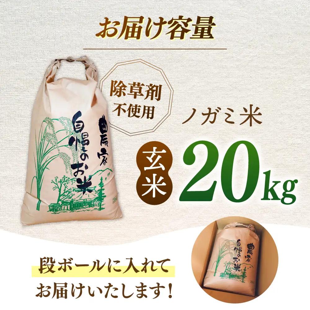 玄米 20kg ノガミファーム お米 桂川町/NOGAMI FARM [ADAU012]