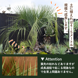 観葉植物 ココスヤシ 鉢底より高さ約100cm 観葉植物 【kurk PLANT LEATHER】 i906