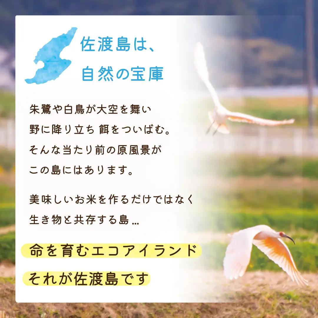 佐渡島産こしいぶき 白米 25kg 令和8年産 農薬5割減 土屋農園 195962-051702
