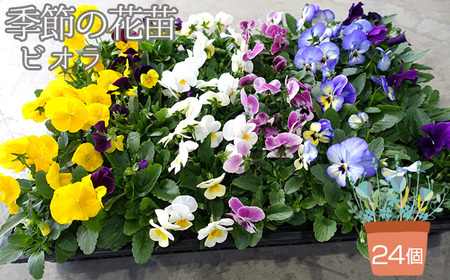 No.047 季節の花苗 ビオラ 24個セット 色はミックス おまかせ 送料無料
