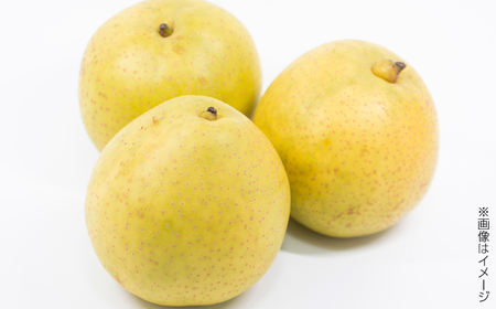 【先行予約】 川渕果樹園 八達梨 約2kg 家庭用 〈2025年10月～発送〉 / 梨 なし ナシ 果物 フルーツ デザート 秋 甘い ジューシー 【株式会社Dorago】[ATAM060]