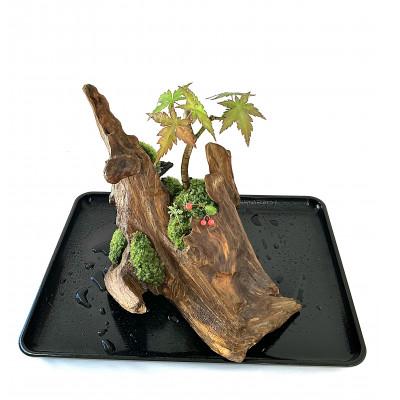 ふるさと納税 豊川市 苔盆景流木山水画は、自然の美しさを凝縮した、心が和むアイテムです。 |  | 02