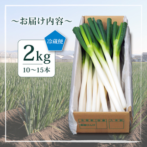 【先行予約 2026年12月～発送】白ねぎ 2kg(10～15本)  長ねぎ