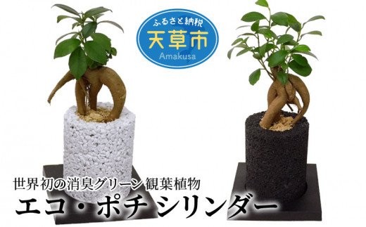 
                  S060-084_エコ・ポチ シリンダー ガジュマル
                