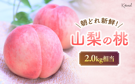 【?先行予約?2024年/令和6年発送分】朝どれ！直送！　桃　2.0kg相当