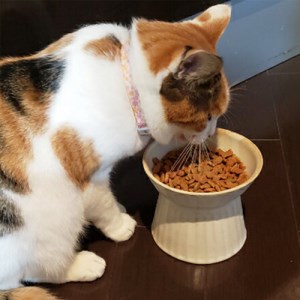 益子焼 猫フードボウル 益子町 BJ011