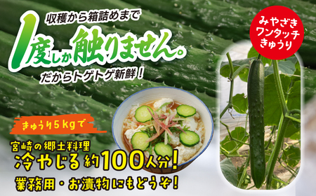 綾川の恵み「フレッシュ胡瓜（きゅうり）」5kg