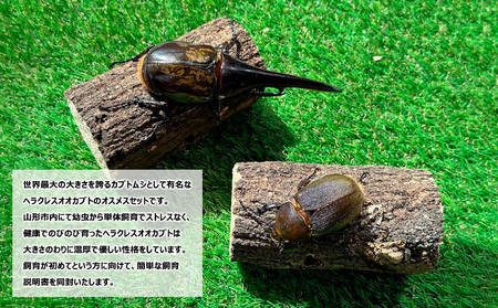 ヘラクレスオオカブト オス(150～160mm)・メス(サイズフリー) 1ペア FY24-176