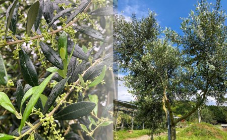 オリーブ 苗木 オリーブの木 一鉢 苗木3本 植物 鉢植え インテリア 植物